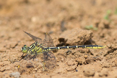 Austrogomphus guerini